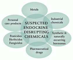 endocrine-disruptors